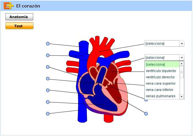 Corazon Partes