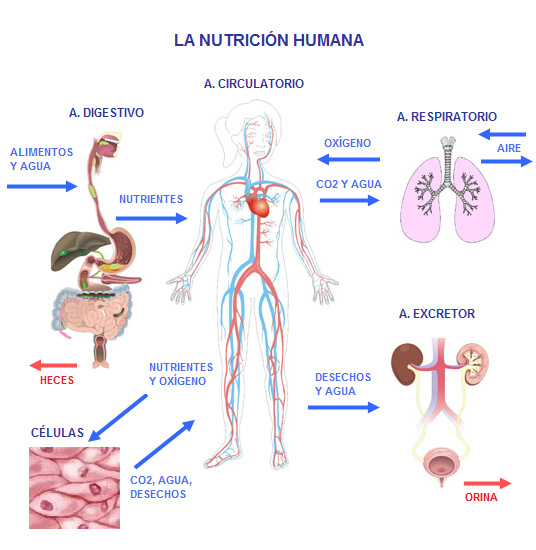 Las Personas Y La Salud Alimentación Y Nutrición Humanas Didactalia Material Educativo 2535